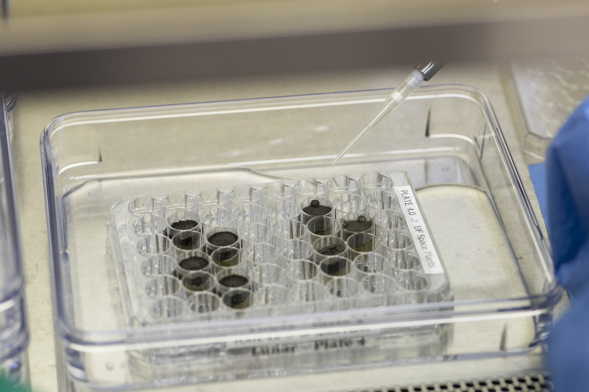 The lunar and control groups both sprouted within 2 days. 