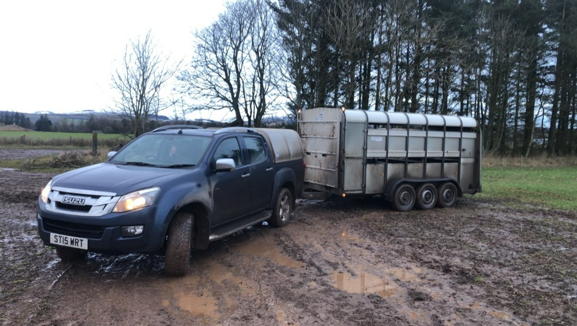 Thief abandons sheepdogs after stealing farmer’s pick-up truck in Coupar Angus