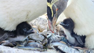 Endangered Northern rockhopper penguin chicks born at Edinburgh Zoo