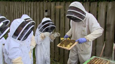 St Paul’s Primary pupils look after hive of 20,000 bees in school project