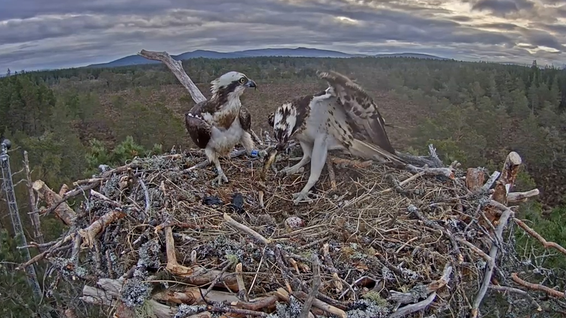 Axel has been bringing more fish to the female since she laid the egg.