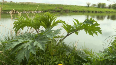 Environments and volunteers join forces to weed out problem plant