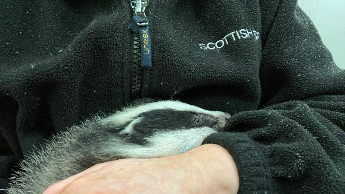 Scottish SPCA appeal for Chappie dog food to feed seven badger cubs at wildlife hospital in Clackmannanshire