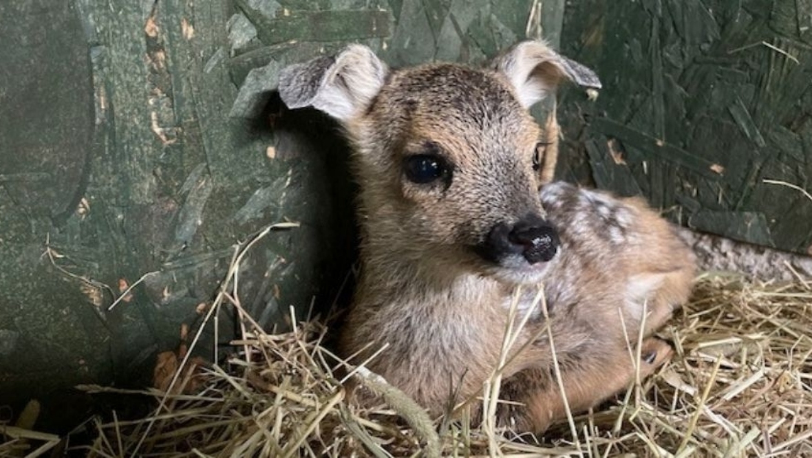 Scottish SPCA warns removing baby deer from the wild is a ‘death sentence’