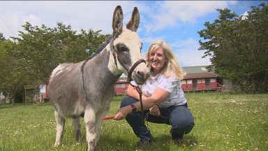 Miniature donkey rejected by his mother triumphs at the Royal Highland Show