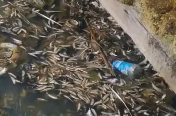 Ms Gillen said she was horrified to find thousands of dead fish floating in a pond she visits often (Lisa Gillen/PA)