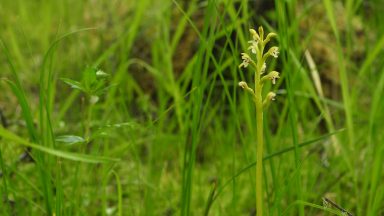 ‘Rare and enigmatic’ orchid found in Western Highlands for first time in 250 years