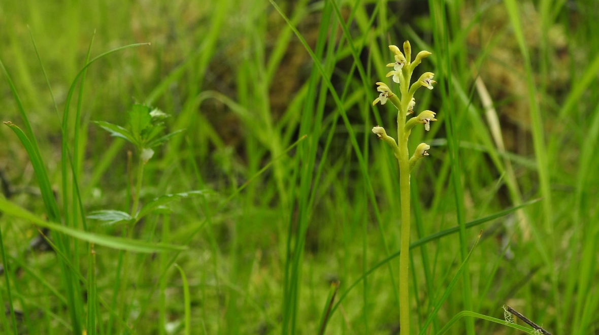 ‘Rare and enigmatic’ orchid found in Western Highlands for first time in 250 years