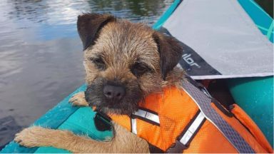Dog ‘stolen from hammock by two men who fled on speedboat’ from Inchtavannach Island in Loch Lomond