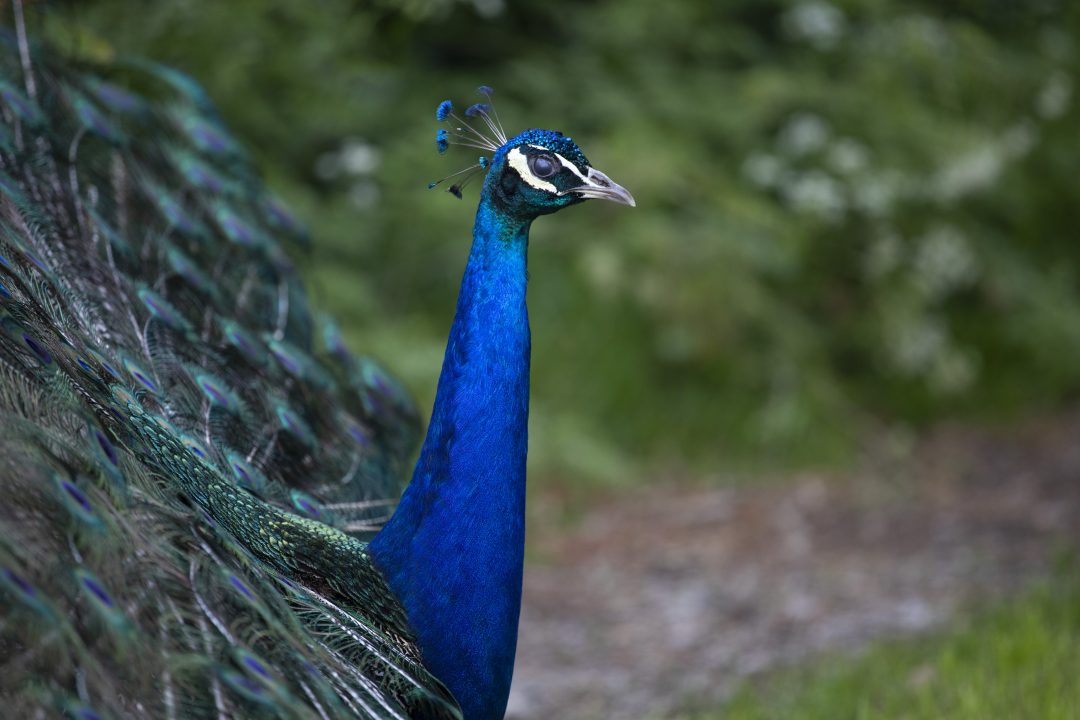Two children identified and one charged after peacock found dead at Pittencrieff Park, Dunfermline