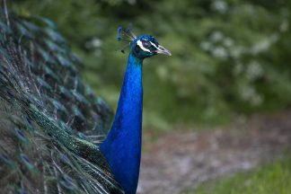 Peacock tortured and killed during break-in at Pittencrieff Park in Dunfermline