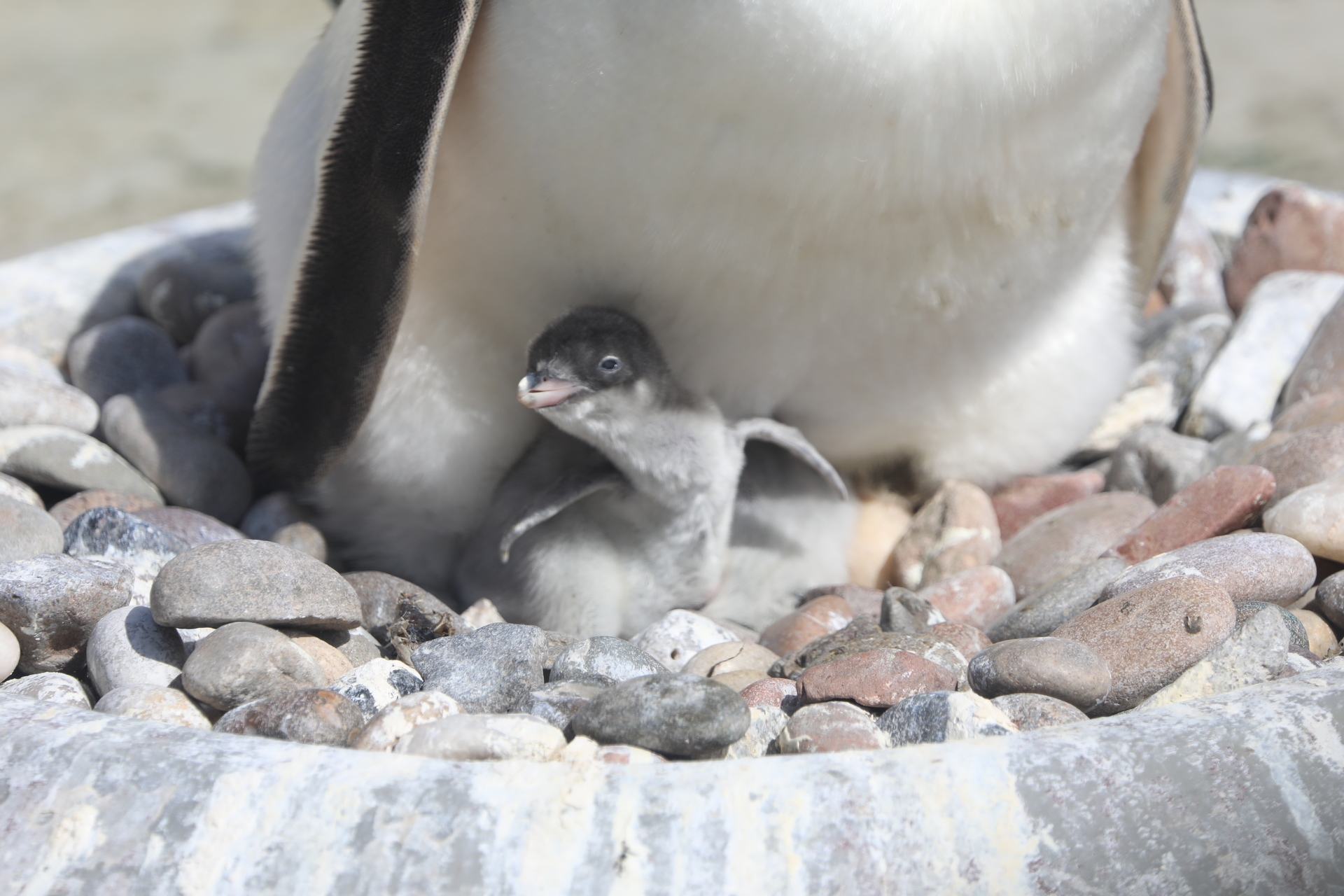 Gentoo chicks weigh around 98g at birth. 