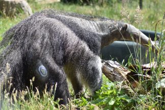 Edinburgh Zoo giant anteater Nala fitted with blood sugar monitor after diabetes diagnosis