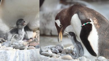 First look at newborn Gentoo penguin chicks at Edinburgh Zoo by Royal Zoological Society of Scotland