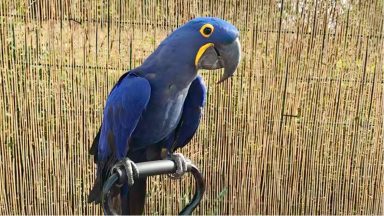 Hyacinth macaw parrot Sapphire reported missing by heartbroken family in Limeriggs in Falkirk