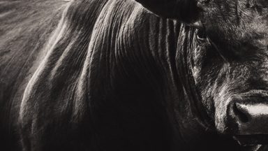 Glasgow Central train services disrupted after bull wanders onto tracks between Bishopton and Paisley St James