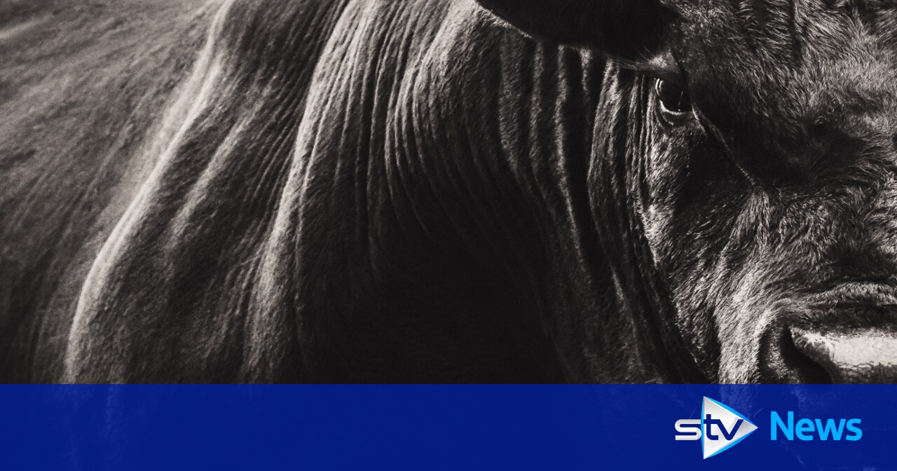 Glasgow Central train services disrupted after bull wanders onto tracks