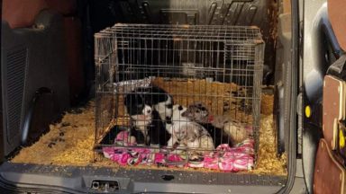 Stephen McRea banned from owning animals after six puppies found in van at Cairnryan ferry port