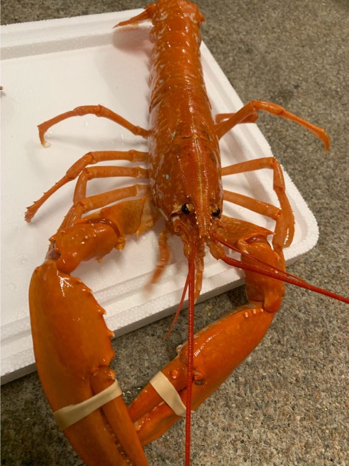 The odds of finding an orange lobster are estimated at around one in 30 million. (Image: Barratlantic)