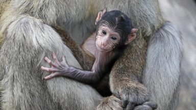 New baby macaque Fia welcomed at Blair Drummond Safari Park