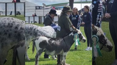 Donkey rejected by mother at birth triumphs at Royal Highland Show