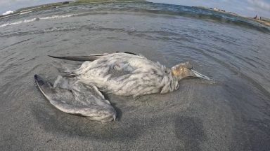 Scottish Government and NatureScot urged to intervene in bird flu outbreak after dozens of seabirds die