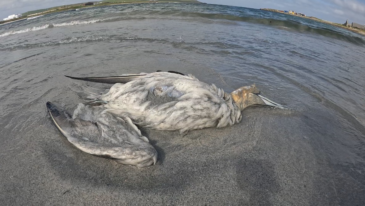 Scottish Government and NatureScot urged to intervene in bird flu outbreak after dozens of seabirds die
