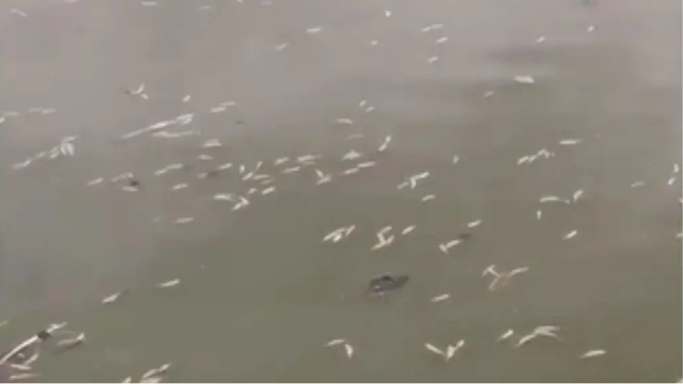 Thousands of dead fish spotted floating in Glasgow pond