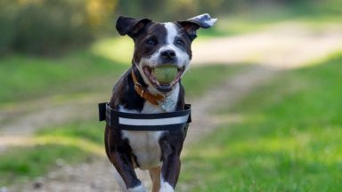 Barrhead woman Lorraine Ferguson receives 30-year ban for neglecting elderly dog Tye covered in painful tumours