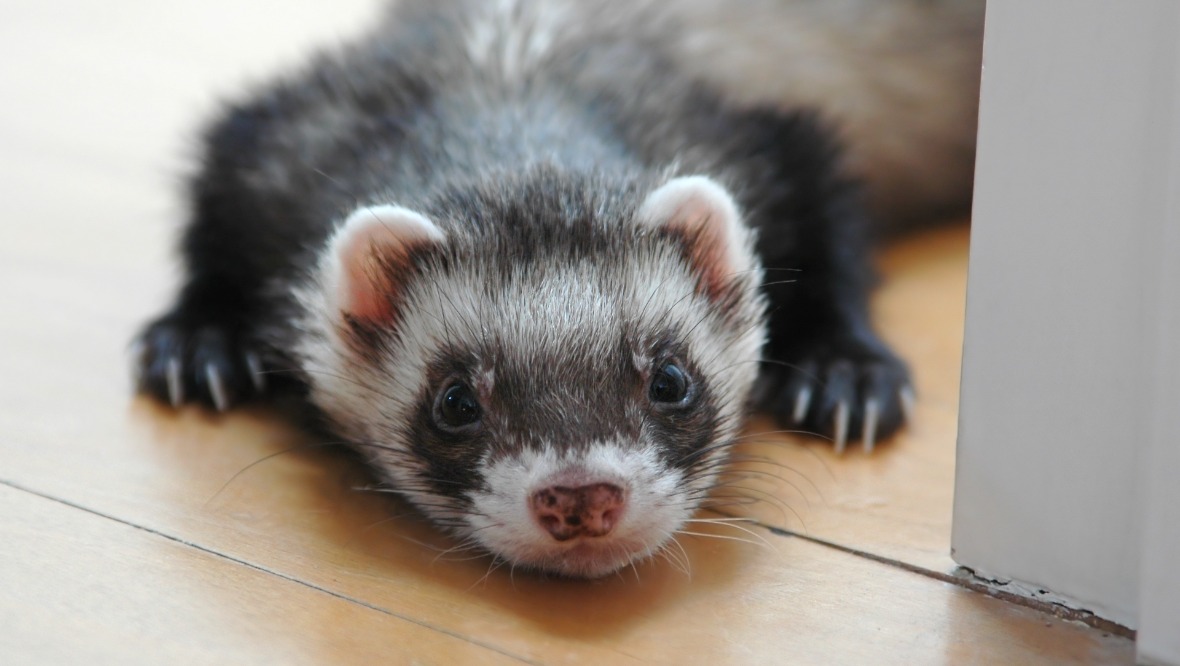 Scottish SPCA launch rehoming appeal after ‘influx’ of ferrets received at rehoming centres