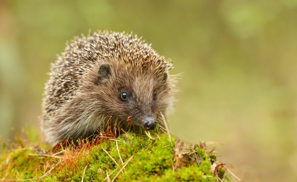 Fears raised and hunt launched after dead hedgehog discovered on Scottish island of Barra