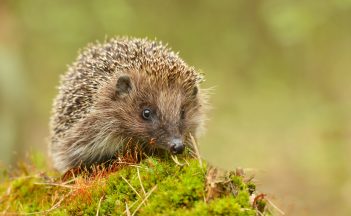 Scottish SPCA urge public to help hedgehogs this autumn by putting out food and water during colder months