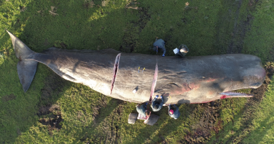 Thousands of whales becoming stranded as new documentary to explore ‘environmental crime scenes’