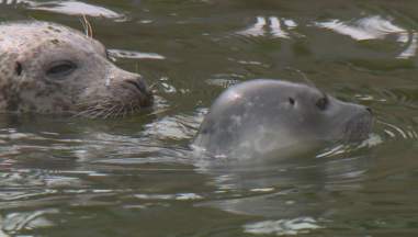 Seal pup surprise for aquarium staff in St Andrews