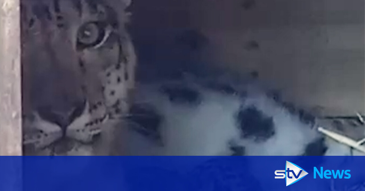 At Least Two Snow Leopard Cubs Born At Highland Wildlife Park In