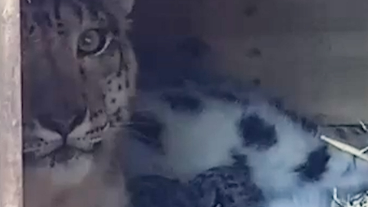 At least two snow leopard cubs born at Highland Wildlife Park in Aviemore