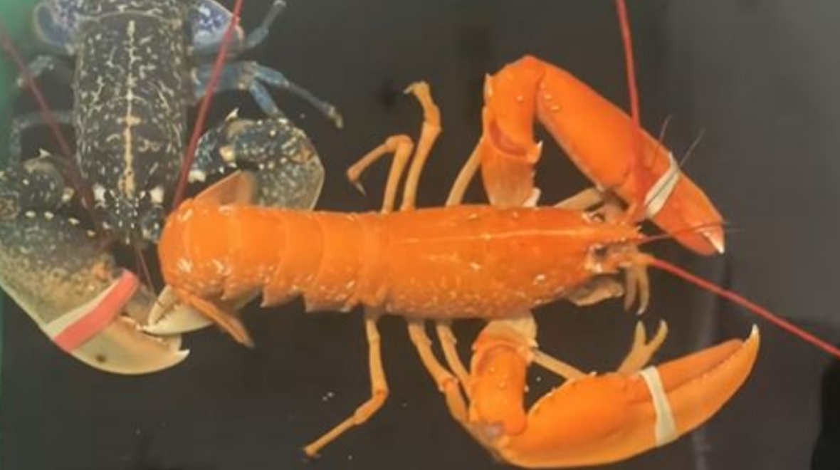 Fisherman catches ‘one in 30 million’ orange lobster off the coast of Barra