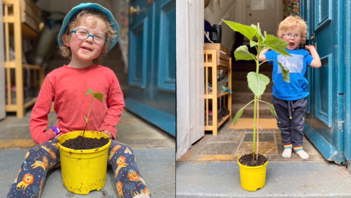 Hamish grew the sunflower from seed during lockdown in 2021. 