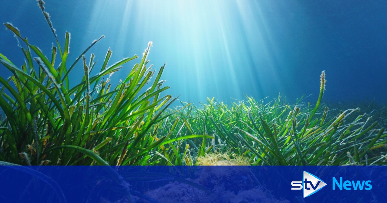 Wildlife doubles in Scottish seabed after trawling ban