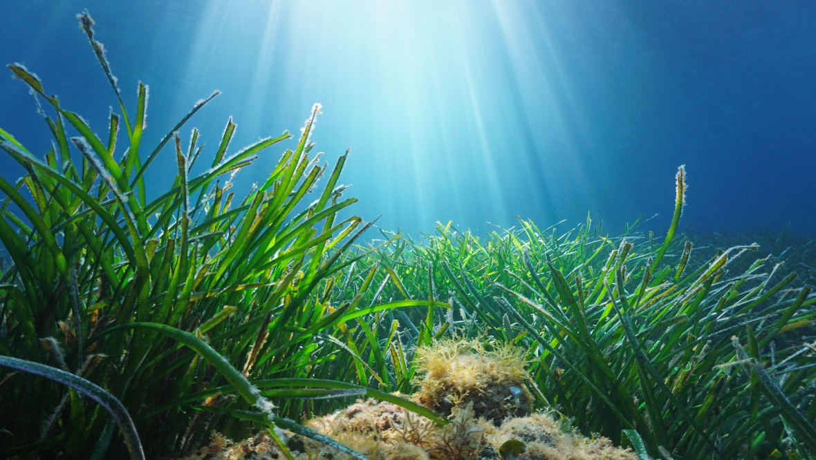 30 hectare seagrass meadow in Orkney waters mapped by by Open Seas and Greenpeace UK researchers