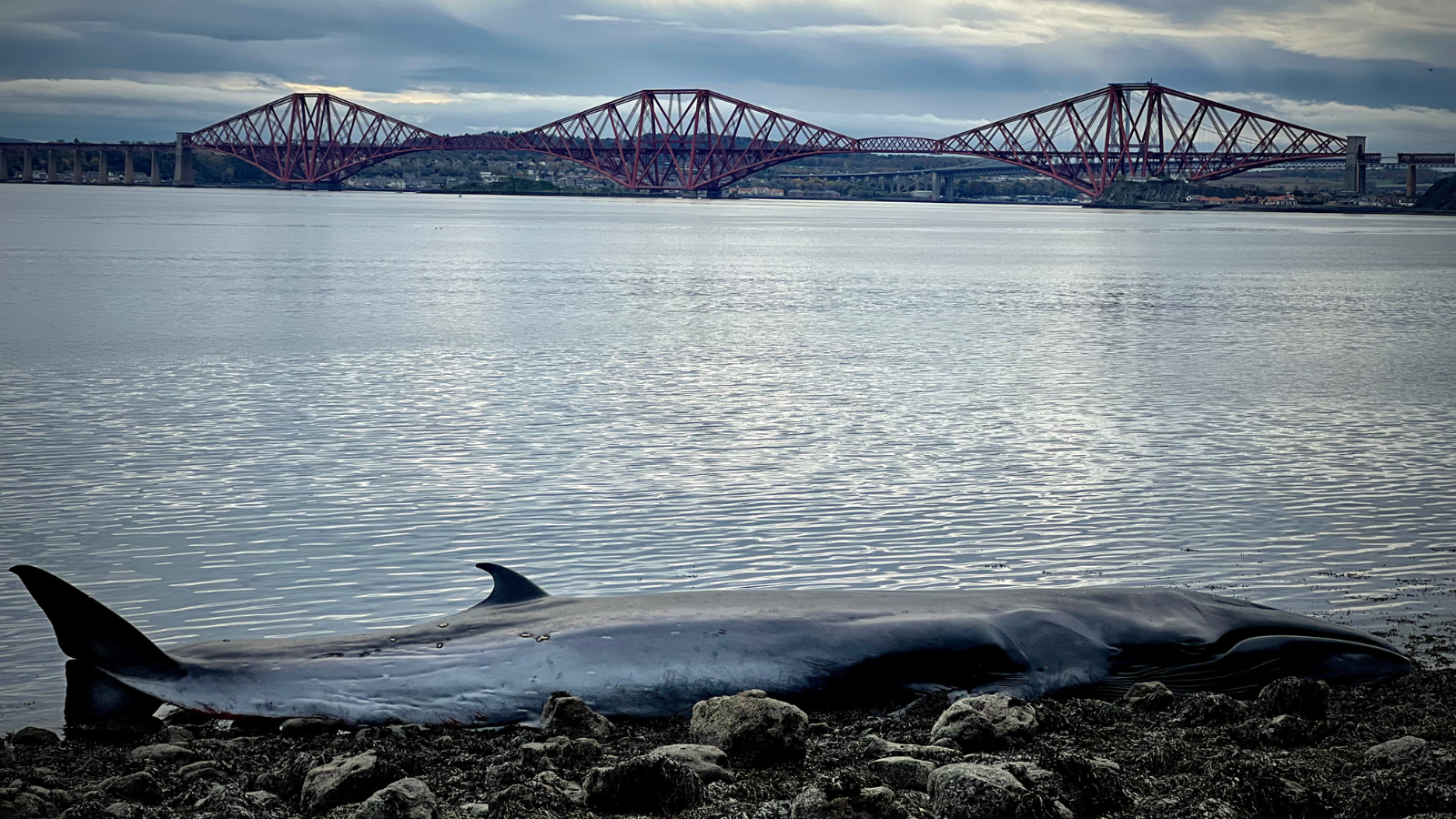 The 40-foot Sei Whale washed up in North Queensferry in November last year. (Image Channel 4/STV Studios)