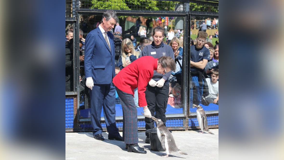 Princess Royal feeds penguins on visit to Edinburgh Zoo