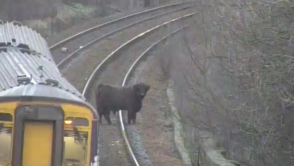 Bull on train tracks in previous incident.