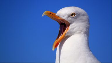 No money set aside at Moray Council to tackle moss which is encouraging gulls to nest on council house roofs