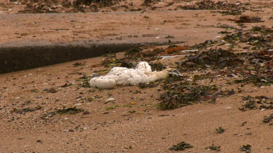 Thousands of dead seabirds found on Scotland’s coastline as bird flu hits country