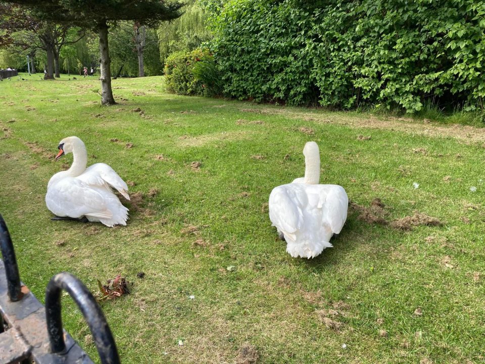 Children as young as six carry out ‘disturbing’ attacks on swans at popular Glasgow park