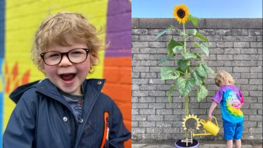 Cambuslang Community Council create mural inspired by Hamish Shea’s sunflower project