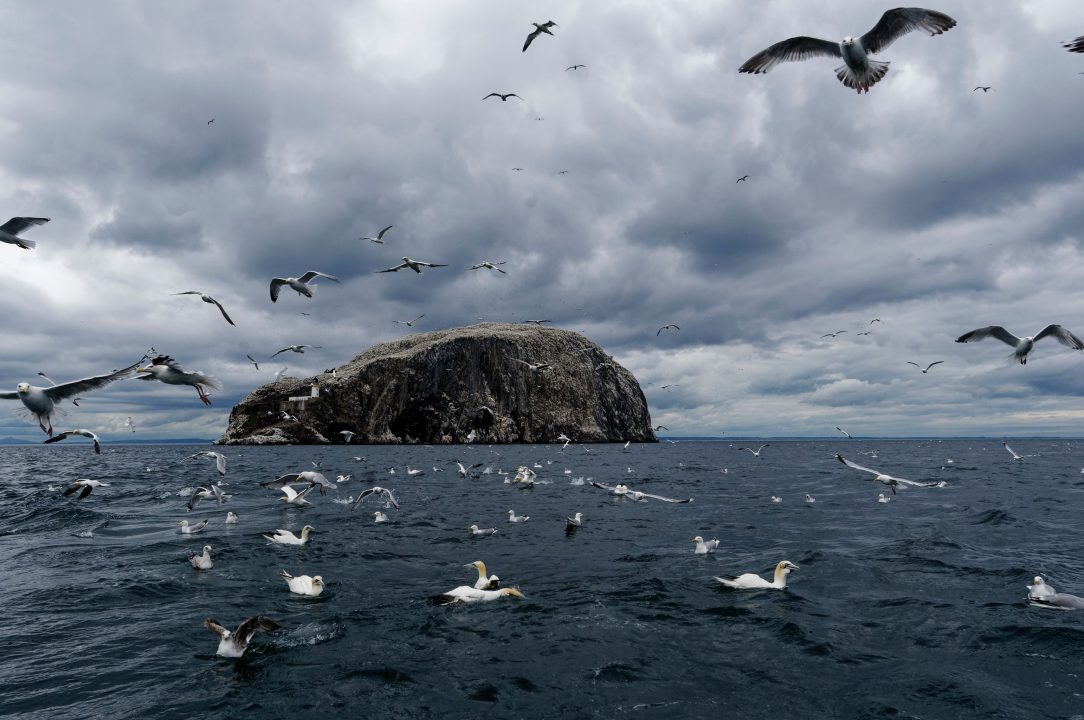 East Lothian Council confirm number of dead gannets being tested for avian influenza