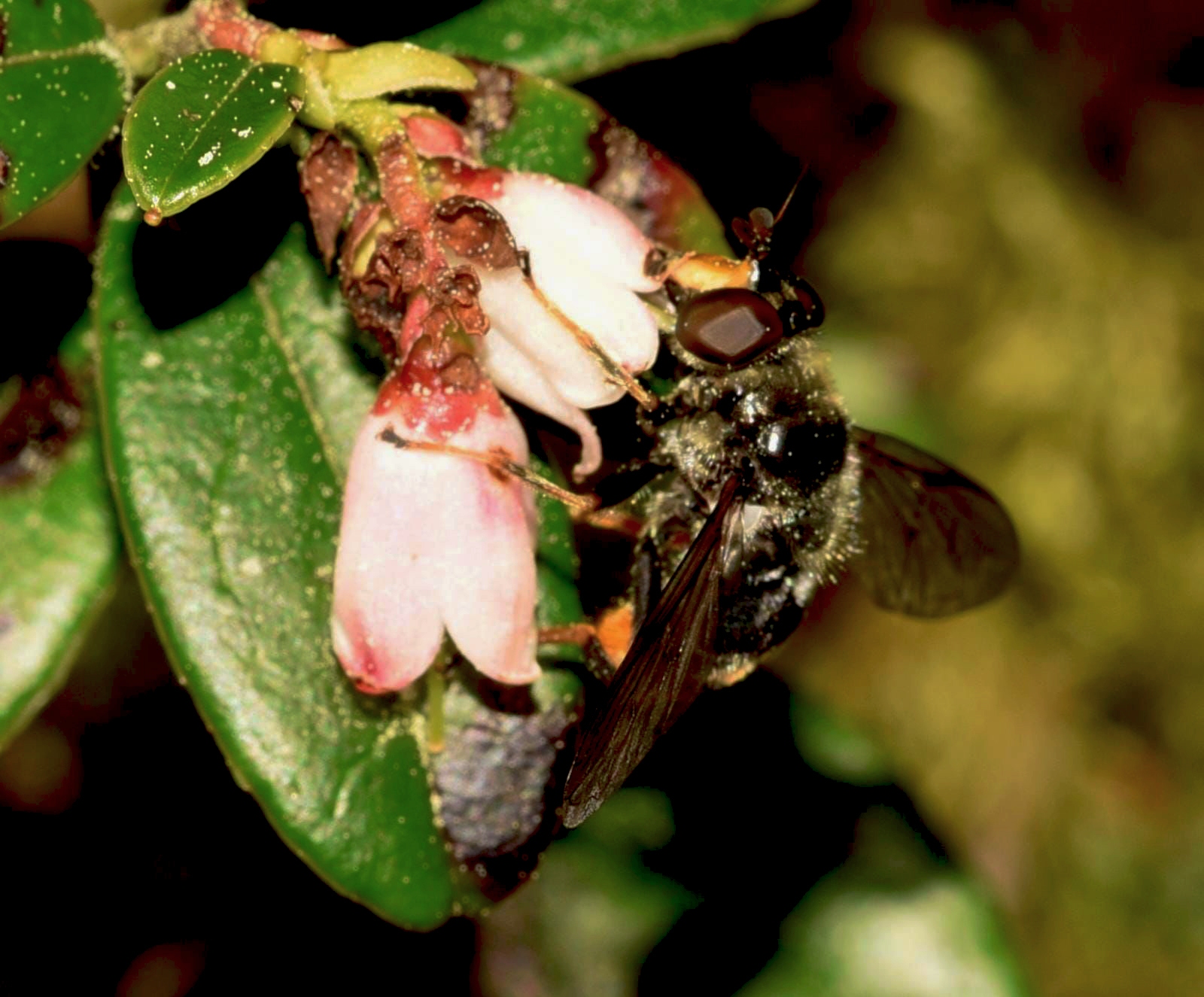 Hoverfly populations have declined due to a lack of suitable habitats for its larvae. 