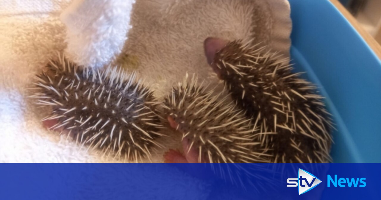 Scottish SPCA warns public to leave hedgehogs alone after three hoglets